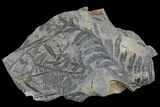 Pennsylvanian Fern (Alethopteris) Plate - Kentucky #136772-1